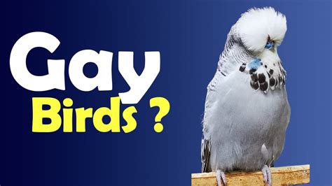 Do U Know Birds Can Be Gay Or Lesbians YouTube
