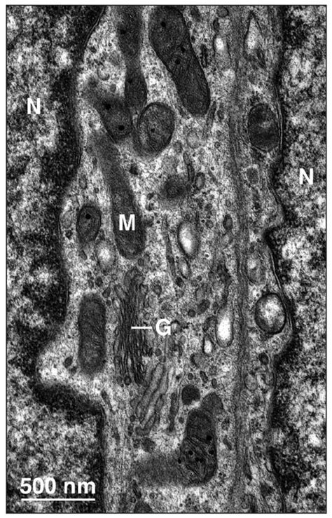 Transmission Electron Micrograph Showing A Well Developed Golgi