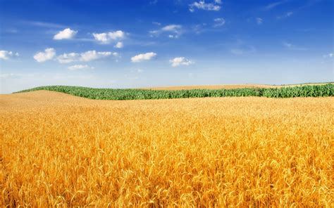 Wallpapers Hd Golden Wheat Field