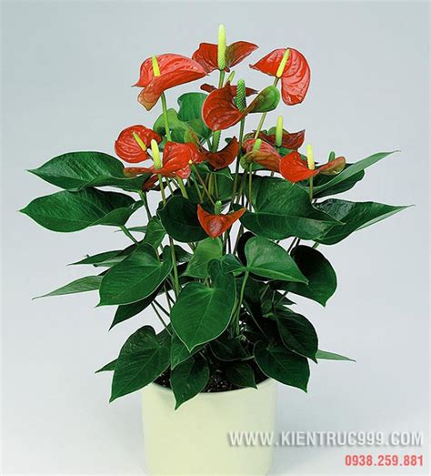 Виды антуриумов фото и названия: виды и 30 лучших сортов с фото и ...