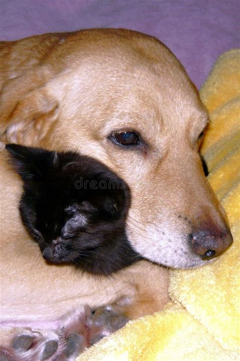 Dog Sleeping with Cat stock image. Image of black, animal - 18237093