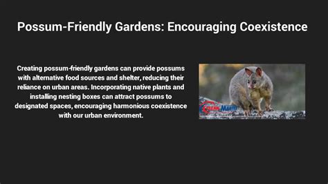 Ppt The Importance Of Ethical Possum Removal In Canberra Balancing Wildlife Powerpoint