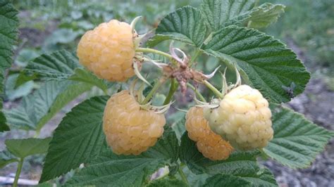 Малина Золотые купола (Golden Domes) - саженцы малины купить в Минске ...