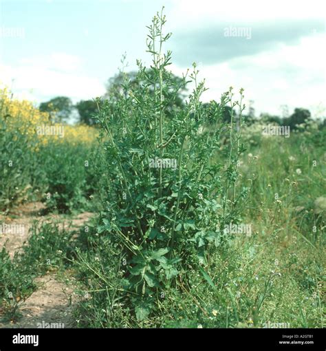 Sisymbrium Officinale Hi Res Stock Photography And Images Alamy