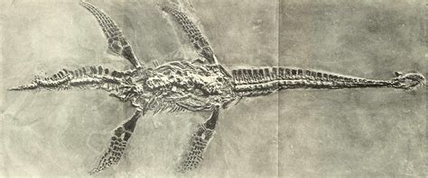 Mark P Wittons Blog Plesiosaur Palaeoart Thoughts For Artists