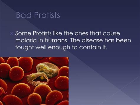 PPT - Protist PowerPoint Presentation, free download - ID:5090081