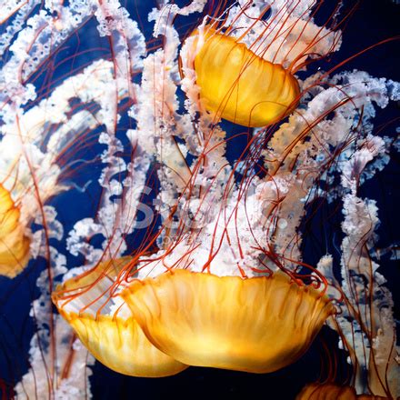 Yellow Jellyfish Stock Photo | Royalty-Free | FreeImages