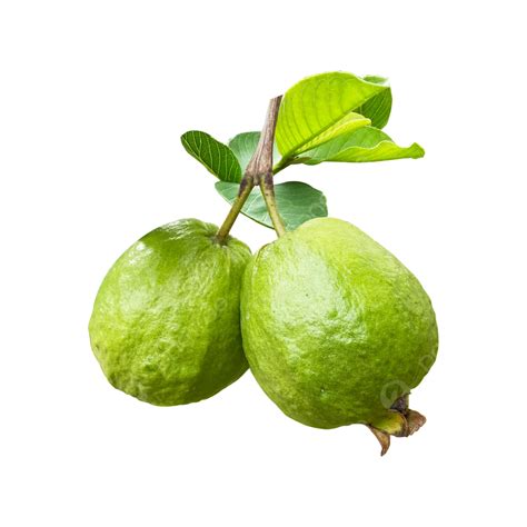 Guava Fruit