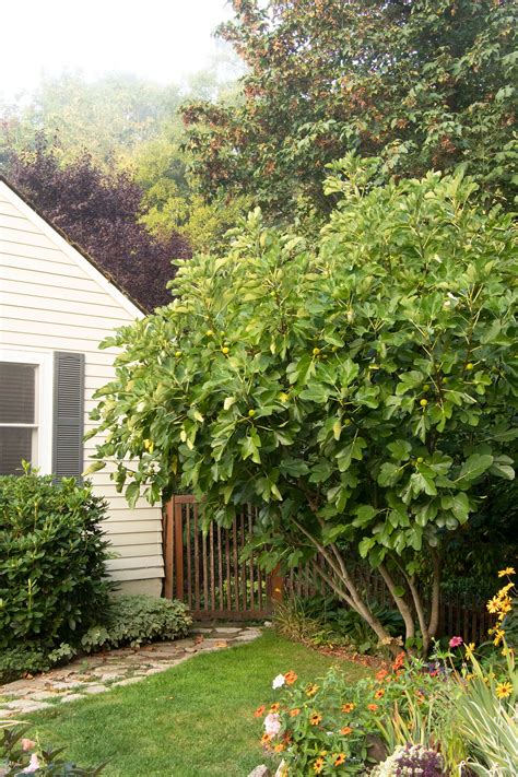 how to care for a fig tree 2