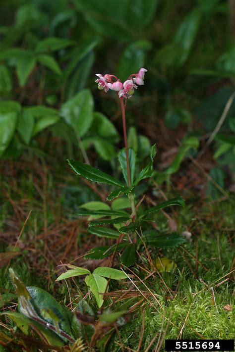 Pipsissewa Chimaphila Umbellata