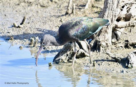 Glossy Ibis 6515.jpg | BirdForum