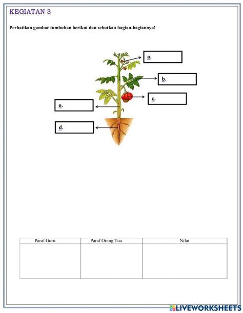 Lkpd Ipa Fungsi Bagian Tumbuhan Worksheet Live Worksheets