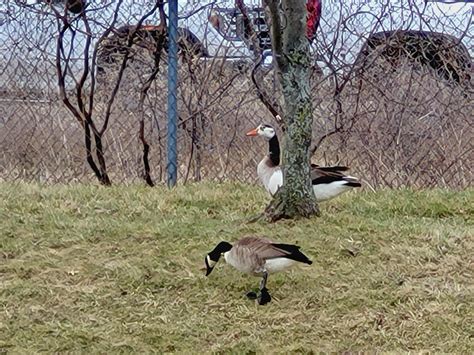 Seen in mid-Michigan. Thinking it's a swan-goose hybrid or greylag? ID