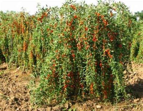 Ягода Годжи Фото И Описание Кустарника – Telegraph