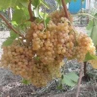 Саженцы винограда купить в Минске, почтой по Беларуси в интернет-магазине