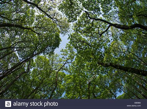 Oak Woodland High Resolution Stock Photography And Images Alamy