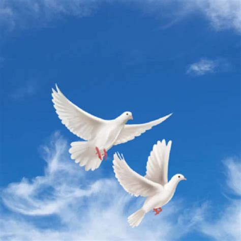 Two Hand Painted Pigeon White Peace Doves Flying High Hd Transparent