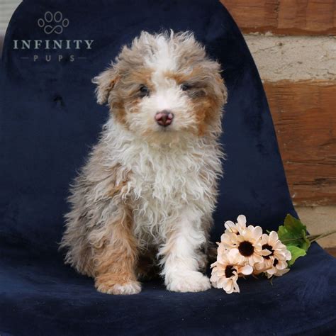 Piper • Bernedoodle Mini • Infinity Pups