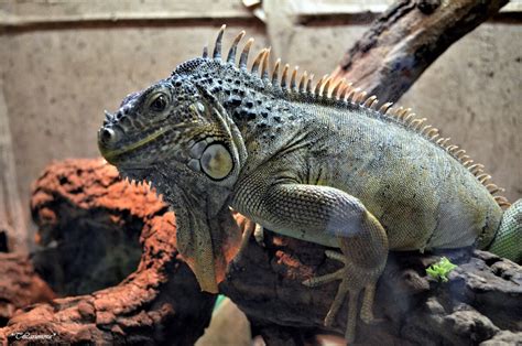 Гибридная игуана - 53 фото