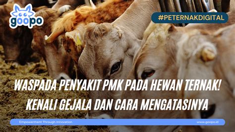 Blog Waspada Penyakit PMK Pada Hewan Ternak Kenali Gejala Dan Cara