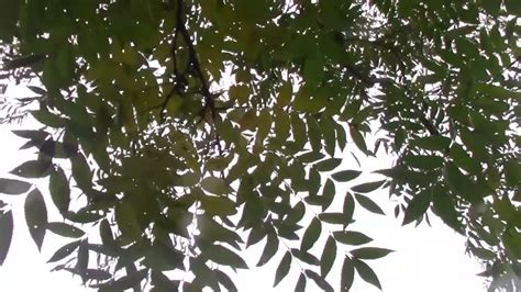 ОРЕХ ПЕКАН ПОЗДНЕЙ ОСЕНЬЮ В МОЛДОВЕ! - YouTube