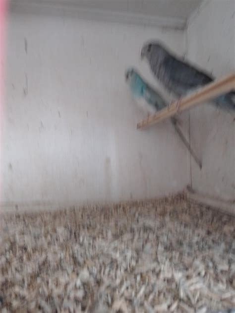 Breeding Pair Of Blue Red Rumps Online Bird Auctions