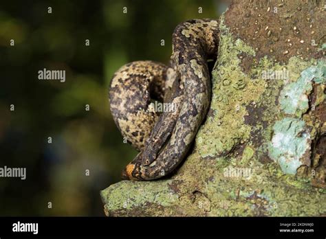 The Indonesian Tree Boa Candoia Carinata Or Pacific Ground Boa Snake