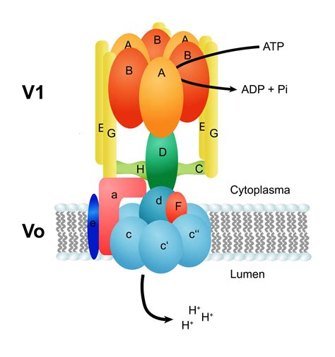 Struktur Der V Atpase Doccheck