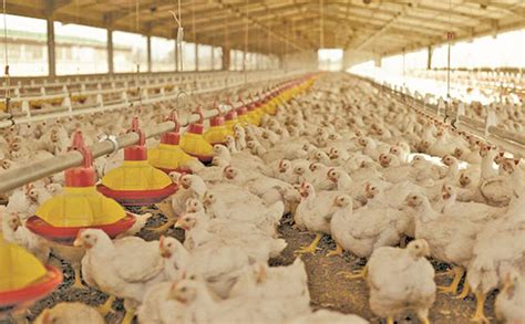 Hopes For Poultry Sector Growth Despite Challenges