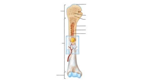 Anatomy Unit 4 Osteon Diagram 1 Diagram Quizlet