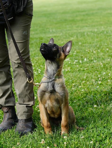 Trained Adolescent Belgian Malinois - protectiondog.com
