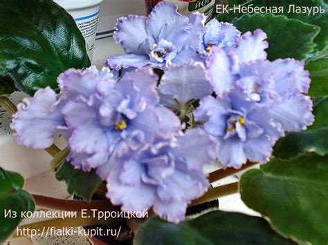 Фиалка ЕК-Небесная Лазурь