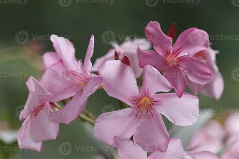 Oleander - blossom of pink Oleander flowers 10324202 Stock Photo at ...