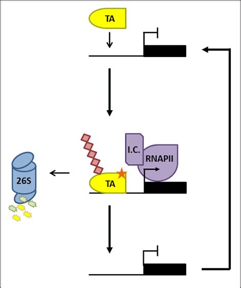 Figure From Cullin Ring Ubiquitin Ligases In Salicylic Acid Mediated