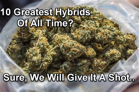 10 Greatest Cannabis Hybrid Strains Of All Time?