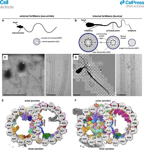 Figure From Structural Specializations Of The Sperm Tail Semantic