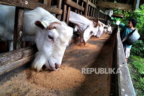 Sentra Peternakan Kambing Perah Republika Online