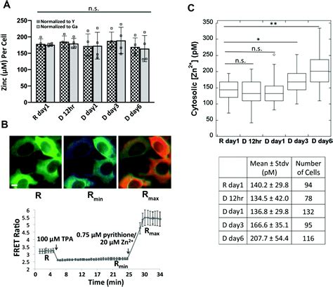 Remodeling Of Zn Homeostasis Upon Differentiation Of Mammary