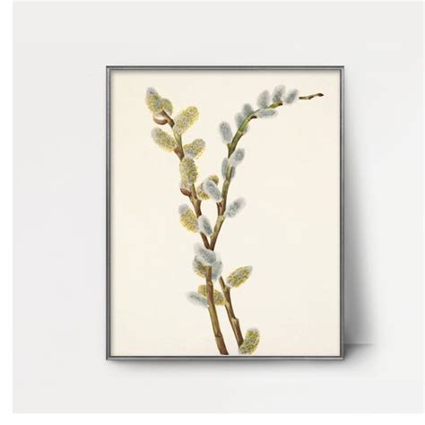 Pussy Willow Etsy