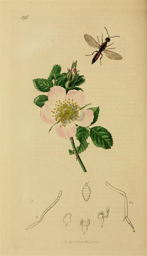 Image British Entomology Plate 596 8044271509
