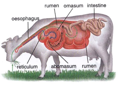 Digestive System in Ruminantia - New Science Biology