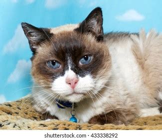 345 Chocolate Point Siamese Images Stock Photos Vectors Shutterstock