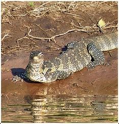 Cape Coral Nile Monitor Control