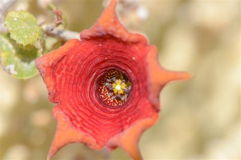 Caralluma socotrana | Morten Ross