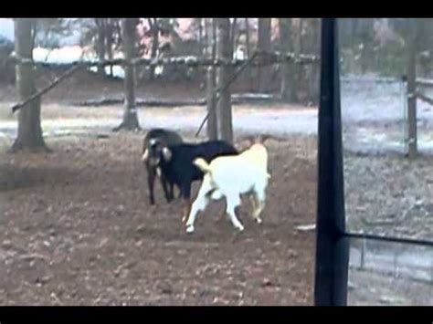 Gay Goats YouTube