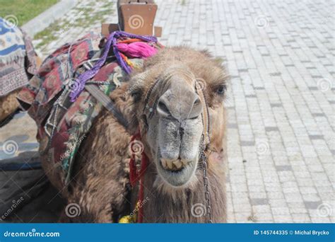 Portrait Of A Camel Stock Image Image Of Mammal Face 145744335