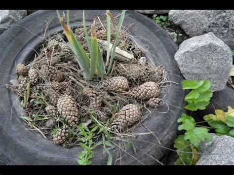 ИРИСЫ Правила успешной ЗИМОВКИ - YouTube