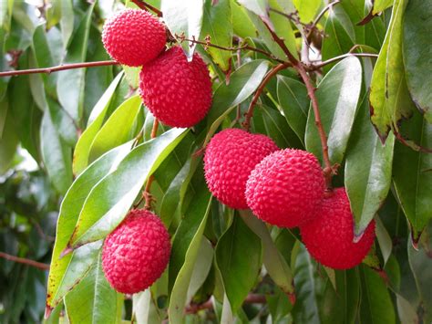 Download Food Lychee Wallpaper