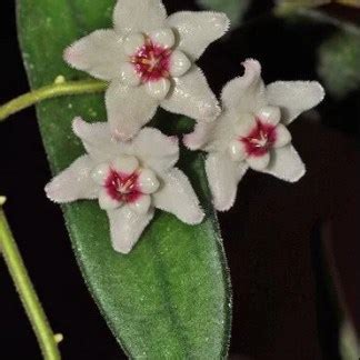 Hoya сumingiana albomarginata • Strawberry Mu