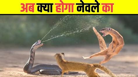 King Cobra Vs Mongoose Youtube